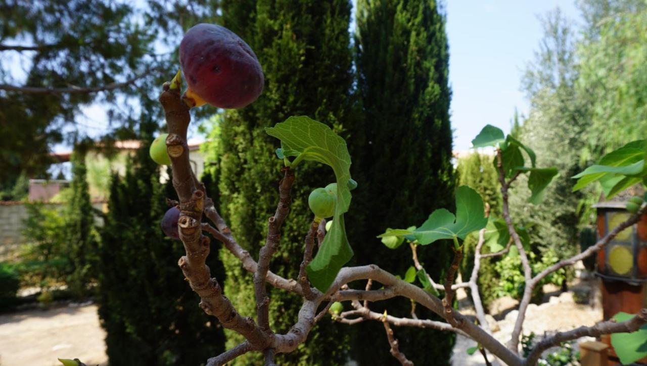Limnaria Gardens Paphos, Near Beach מראה חיצוני תמונה